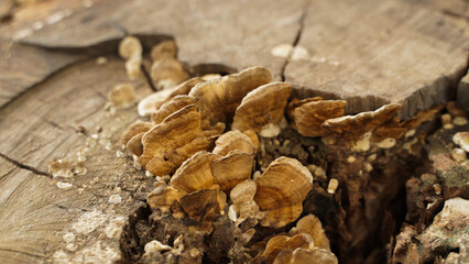 Wild mushrooms that grow on tree stumps after continuous rain.