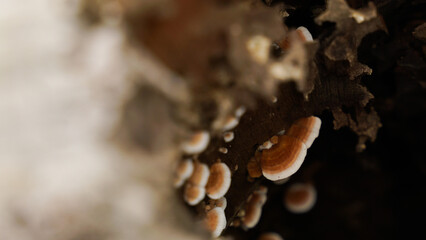 Wild mushrooms that grow on tree stumps after continuous rain.