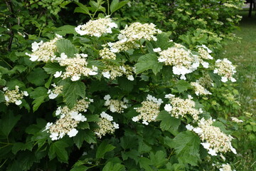 Bush of Viburnum opulus in full bloom in May