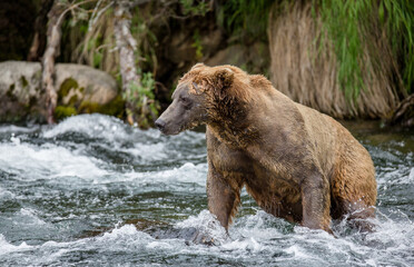 Alaska Peninsula brown bear (Ursus arctos horribilis) is catching salmon in the river. USA. Alaska. Katmai National Park.