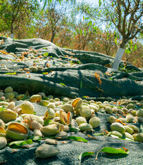 Almonds on the floor after harvest 
