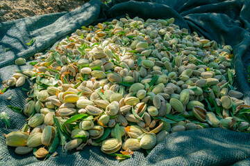 Almonds on the floor after harvest 