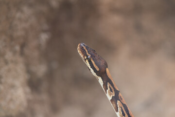 見つめるヘビ