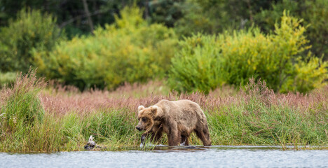 Fototapeta na wymiar Alaska Peninsula brown bear (Ursus arctos horribilis) is walking along the shore of the lake. USA. Alaska. Katmai National Park.