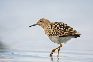 Ruff bird hunting for food on the Baltic sea