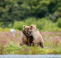 Obraz na płótnie Canvas Mother Alaska Peninsula brown bear (Ursus arctos horribilis) with a cub are playing on the shore of the lake. USA. Alaska. Katmai National Park.