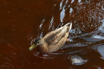 duck in water