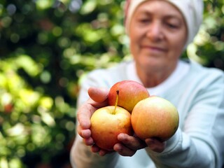 An elderly woman in a rustic shawl in the background of the garden lovingly demonstrates apples plucked from an apple tree. Autumn garden landscape.