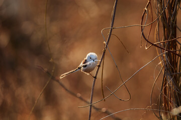 Long-tailed tit on a tree branch