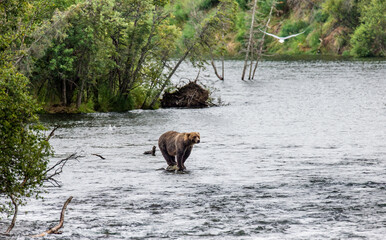 Naklejka na ściany i meble Alaska Peninsula brown bear (Ursus arctos horribilis) is standing on a rock in the middle of the river on a background of stunning landscape. USA. Alaska. Katmai National Park.