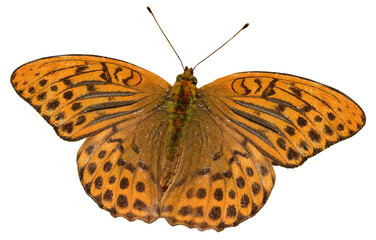 Butterflies  mother-of-pearl large forest Argynnis paphia.Isolated on a white background