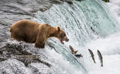 Alaska Peninsula brown bear (Ursus arctos horribilis) is catching salmon in the river. USA. Alaska....