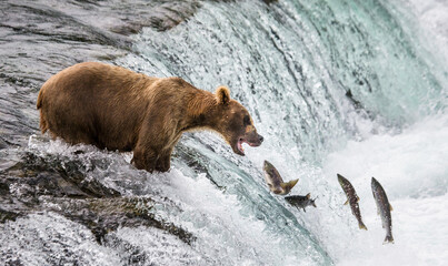 Alaska Peninsula brown bear (Ursus arctos horribilis) is catching salmon in the river. USA. Alaska. Katmai National Park.
