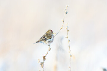 A closeup of a Common redpoll in countryside in winter