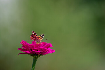 painted ladies vanessa cardui Butterfly Pollinating Zinnia elegans known as youth-and-age red pink zinnias in the garden flowers blooming green leaves tea.