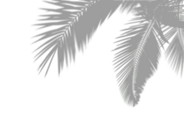 PALM SHADOWS | HOJAS DE PALMERA