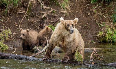 Obraz premium Mother Alaska Peninsula brown bear (Ursus arctos horribilis) with cub in the river. USA. Alaska. Katmai National Park.