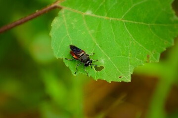 bug on leaf