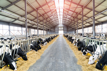 Hangar of cows feeding. Animal domestic ranching. Milk farming. - obrazy, fototapety, plakaty
