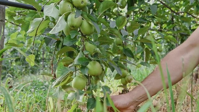 Une agriculteur cueille des pommes pour all&eacute;ger la branche de son arbre dans son verger