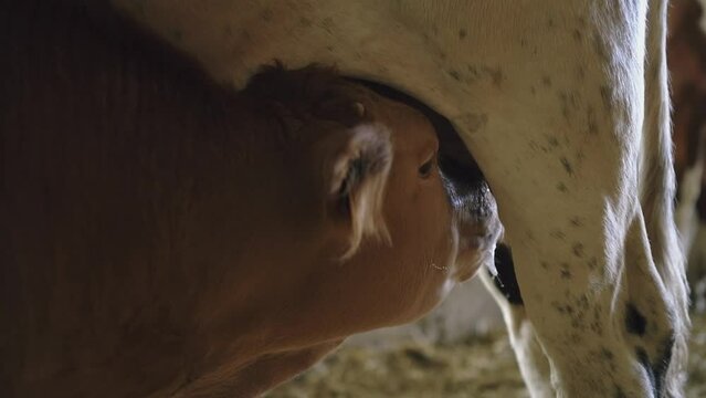 Gros plan sur la t&ecirc;te d'un petit veau limousin qui t&ecirc;te sa m&egrave;re dans une ferme en France