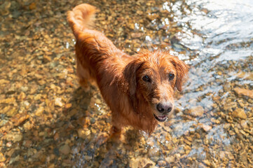 Golden Retriever playing with water in mountain creek