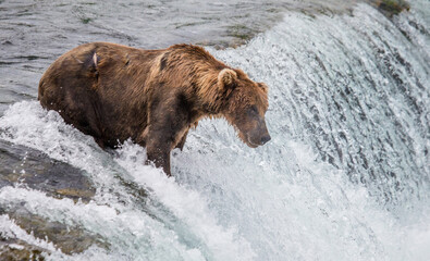 Obraz na płótnie Canvas Alaska Peninsula brown bear (Ursus arctos horribilis) is catching salmon in the river. USA. Alaska. Katmai National Park.