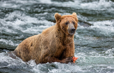 Obraz premium Alaska Peninsula brown bear (Ursus arctos horribilis) is eating salmon in the river. USA. Alaska. Katmai National Park.