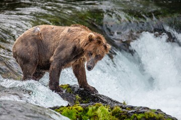 Naklejka na ściany i meble Alaska Peninsula brown bear (Ursus arctos horribilis) is catching salmon in the river. USA. Alaska. Katmai National Park.
