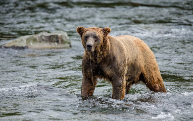 Alaska Peninsula brown bear (Ursus arctos horribilis) is catching salmon in the river. USA. Alaska. Katmai National Park.