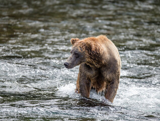 Alaska Peninsula brown bear (Ursus arctos horribilis) is standing in the river. USA. Alaska. Katmai National Park.