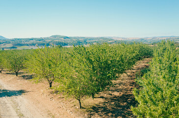 Fototapeta na wymiar Almond Tree Orchards Long alley of almond trees plantation view from drone