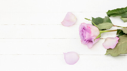 one purple rose on a white wooden background with a copy of the space top view