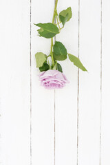 one purple rose on a white wooden background top view with a copy of the space