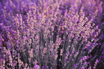 Violet lavender field close up