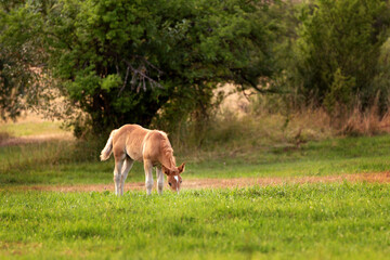 cute foal on the pasture in the evening
