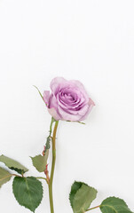 delicate purple rose flower on a white background with a copy of the space