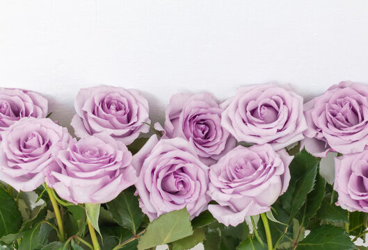 delicate purple roses standing in rows as a background with a copy of the space