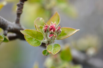 Reinette de Champagne apple tree