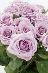 a bouquet of delicate light purple roses as a background. in soft focus
