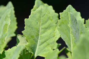 Kohlrabi