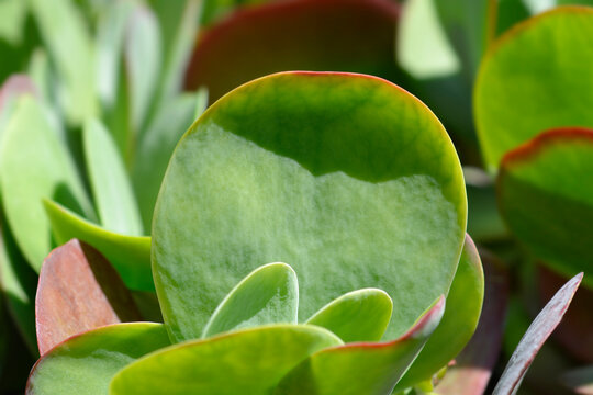 Flapjack Succulent