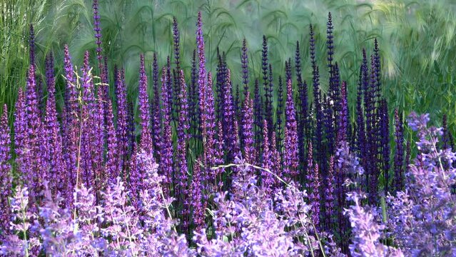 Salvia flowers (violet, light blue) with the Foxtail grass at background.