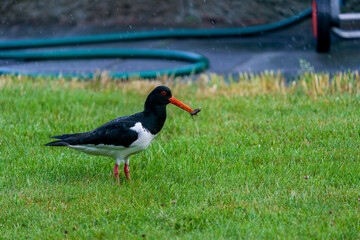 Eurasian oystercatcher hunting for snail, Haematopus ostralegus, in the wet grass.