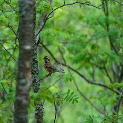 Selected focus on a Redwing, Turdus iliacus, single bird.
