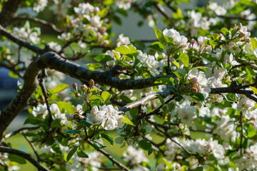 VALLDAL, NORWAY - 2020  MAY 30. Closeup white flowers of wild cherry - sweet cherry (Prunus avium) with fresh leaves in soft light. Focus on flowers in a blurred background.