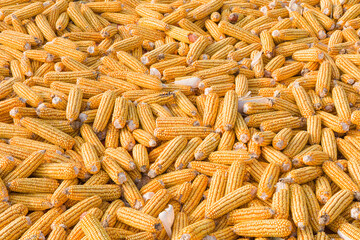 golden yellow corn harvested and laid on a farm land