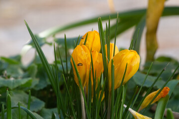Yellow crocus flowers in a garden