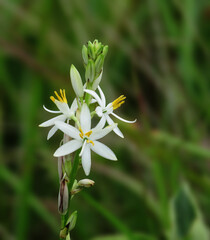 safed musli or Chlorophytum borivilianum flowers. Safed musli is a rare herb from India.