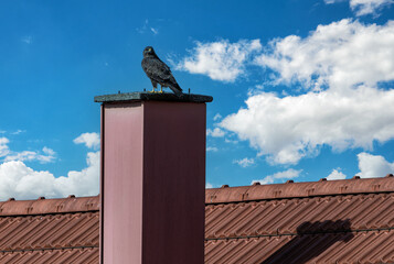 Obraz premium Mäusebussard auf einem Schornstein